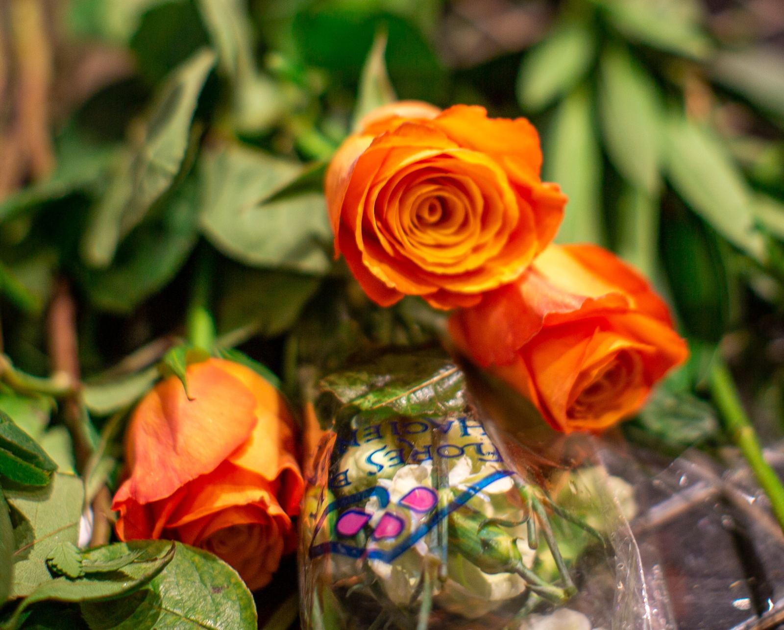 Roses orange en atelier